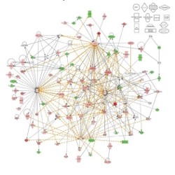 Ingenuity Pathways Analysis (IPA) Image 1